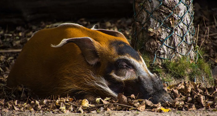 Red river hog: Loài lợn bảnh bao nhất thiên nhiên- Ảnh 4.