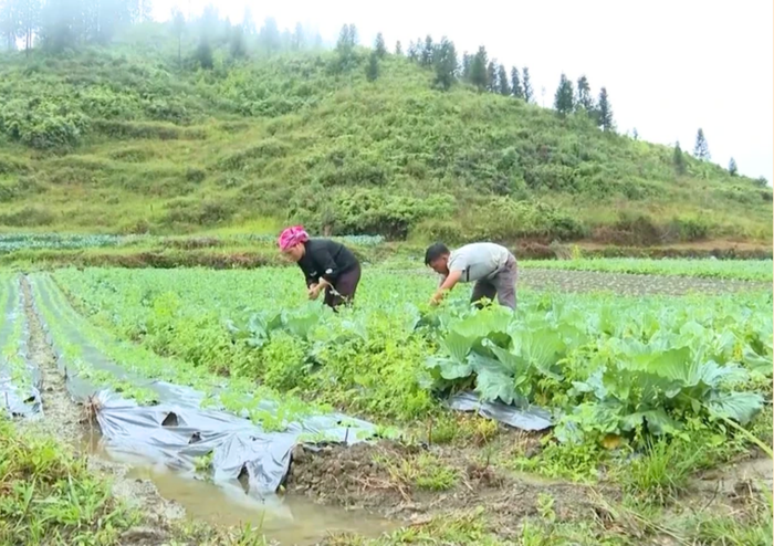 Vai trò của phụ nữ các dân tộc đối với phát triển kinh tế ở Lào Cai- Ảnh 1.