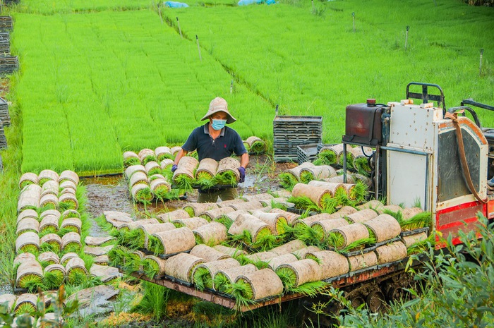 Cơ giới hóa trong trồng lúa ở miền Tây- Ảnh 1.