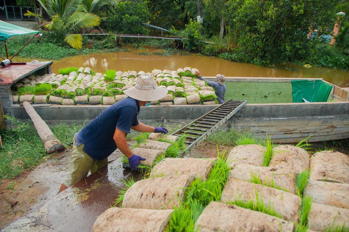 Cơ giới hóa trong trồng lúa ở miền Tây- Ảnh 2.