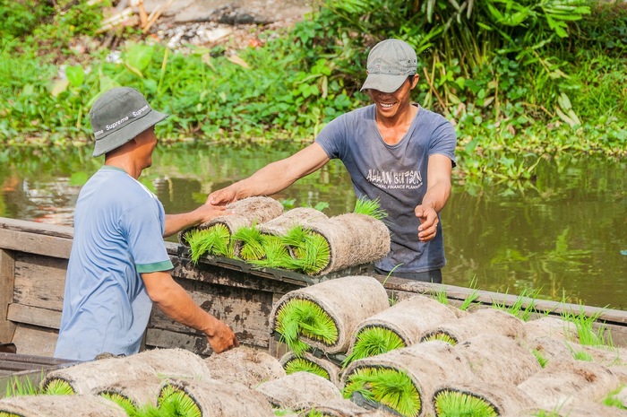 Cơ giới hóa trong trồng lúa ở miền Tây- Ảnh 3.