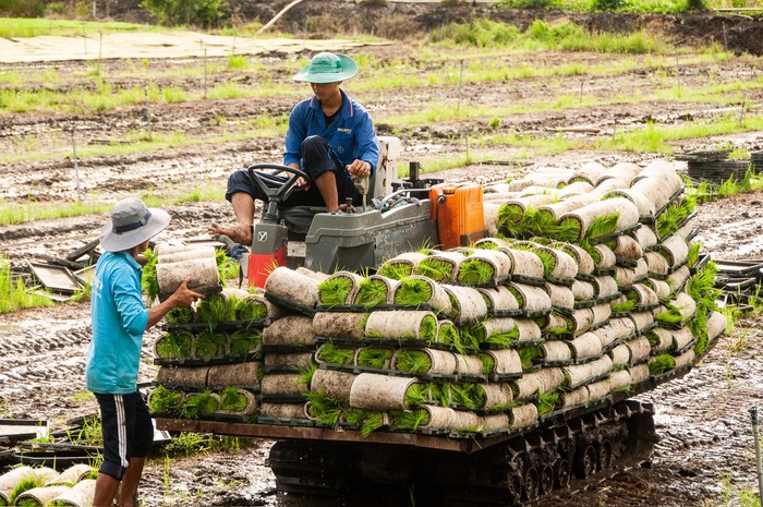 Cơ giới hóa trong trồng lúa ở miền Tây- Ảnh 5.