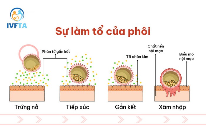 Đột phá: Tìm thấy cơ chế giúp phụ nữ có thai, nhưng có thể hoãn lại, chưa mang bầu vội- Ảnh 8.