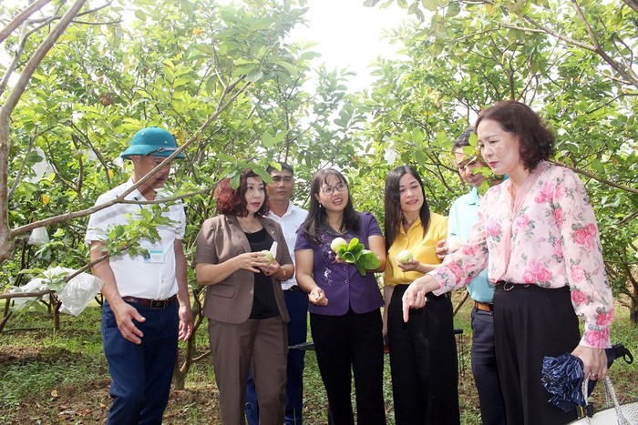 Đẩy mạnh hoạt động hỗ trợ phụ nữ phát triển kinh tế tập thể, hợp tác xã theo tinh thần Nghị quyết số 20-NQ/TW- Ảnh 1.