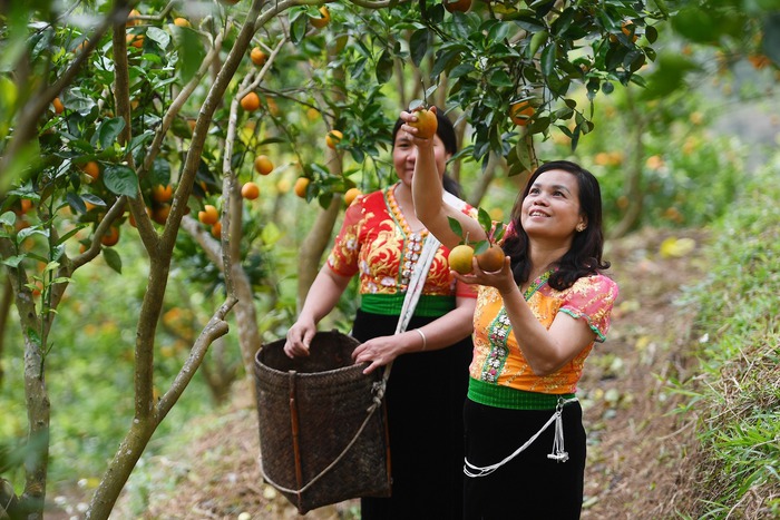 Xây dựng chuỗi liên kết tiêu thụ nông sản miền núi bền vững - Ảnh 1.