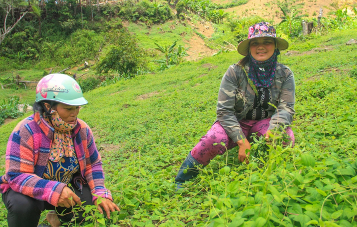 Chính sách đất đai cho đồng bào dân tộc thiểu số ở Kon Tum được quy định thế nào?- Ảnh 1.