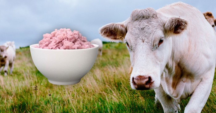Các nhà khoa học vừa tạo ra gạo lai thịt bò: Phở, bún bò Huế và cơm rang dưa bò trong tương lai sẽ không còn có thịt- Ảnh 1.