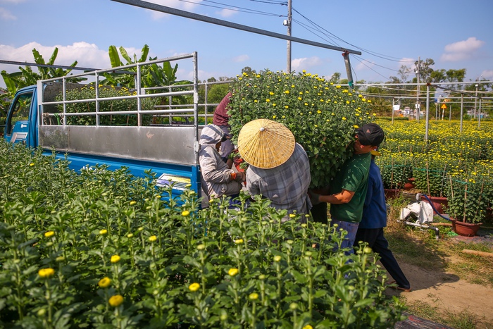 Làng hoa nổi tiếng Đà Nẵng hối hả dịp cuối năm, xe tải nối đuôi nhau "chở Tết" về phố thị- Ảnh 13.