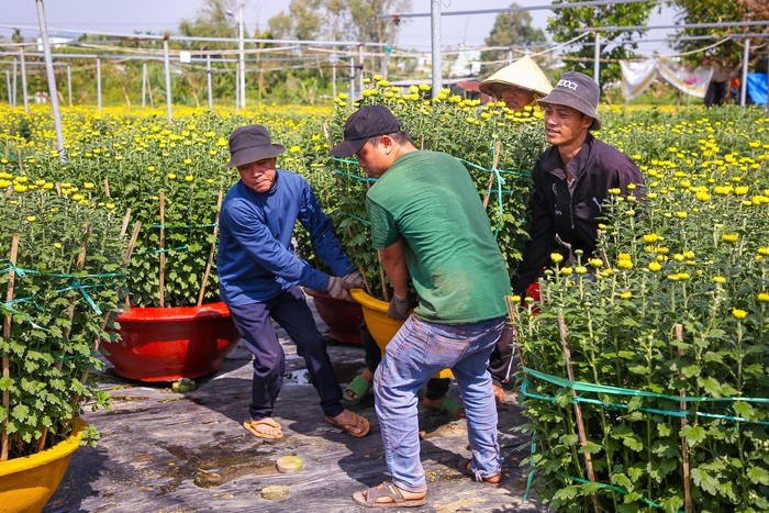 Làng hoa nổi tiếng Đà Nẵng hối hả dịp cuối năm, xe tải nối đuôi nhau "chở Tết" về phố thị- Ảnh 2.