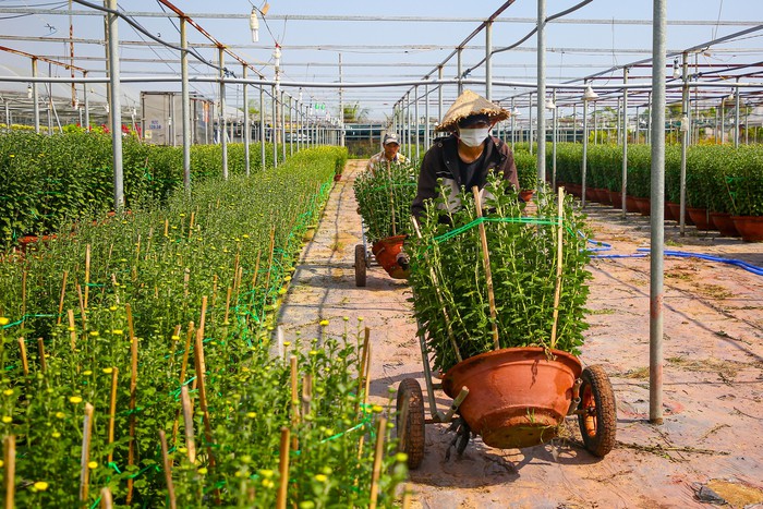 Làng hoa nổi tiếng Đà Nẵng hối hả dịp cuối năm, xe tải nối đuôi nhau "chở Tết" về phố thị- Ảnh 4.