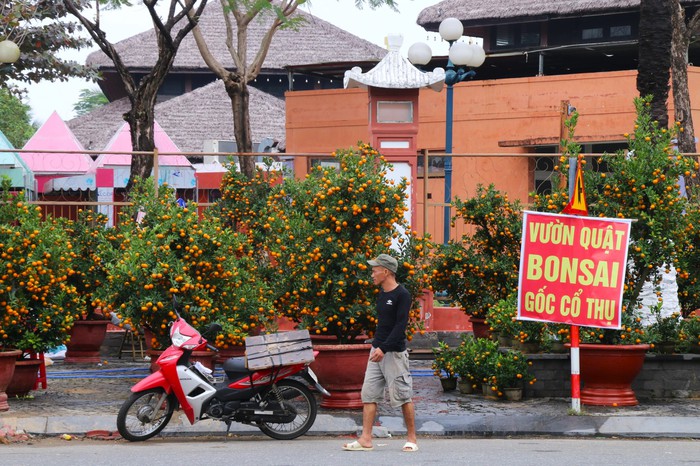 Vắng bóng "thượng đế", tiểu thương tại chợ hoa Tết lớn nhất Đà Nẵng đứng ngồi không yên- Ảnh 7.