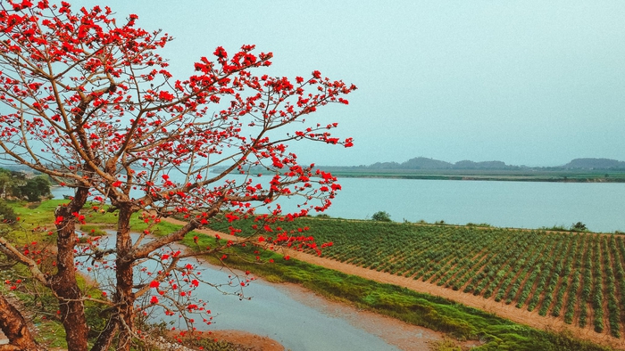 Tháng 3 hoa gạo nở đỏ một góc trời, đường làng trở thành điểm check in hút khách ở xứ Nghệ- Ảnh 2.