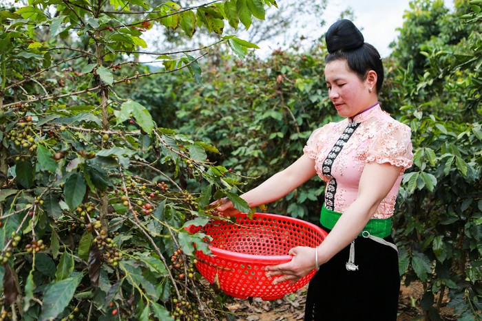 Phát triển sinh kế bền vững cho phụ nữ dân tộc thiểu số trồng cà phê tại Sơn La- Ảnh 1.