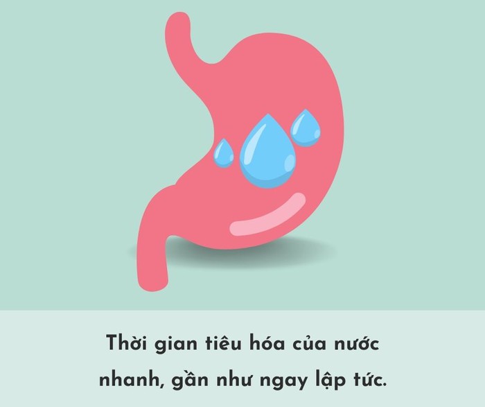 Thời gian tiêu hóa của các loại thực phẩm trong dạ dày- Ảnh 2.