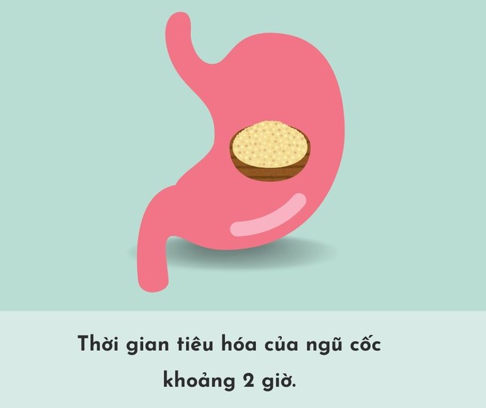 Thời gian tiêu hóa của các loại thực phẩm trong dạ dày- Ảnh 7.