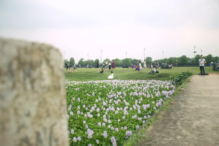 Giới trẻ Hà Nội đổ xô đi chụp ảnh với loài hoa lạ mà quen- Ảnh 2.