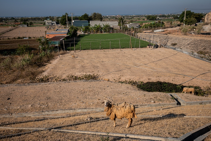 Tận mắt thấy những đàn cừu Ninh Thuận chết khô, hồ nước trơ đáy, nứt nẻ trong hạn hán khốc liệt miền Trung- Ảnh 7.