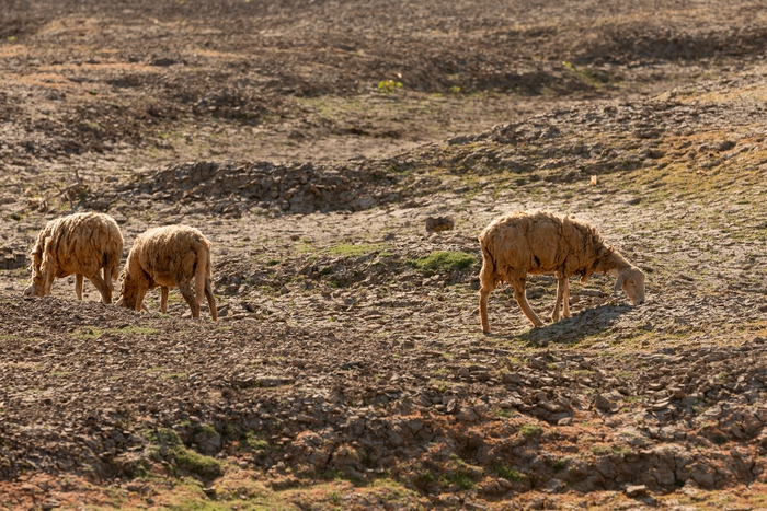 Tận mắt thấy những đàn cừu Ninh Thuận chết khô, hồ nước trơ đáy, nứt nẻ trong hạn hán khốc liệt miền Trung- Ảnh 18.