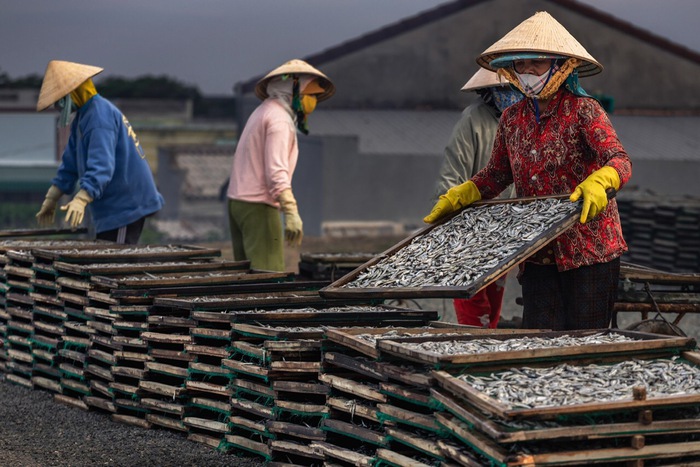 Mùa phơi cá ở Ninh Thuận- Ảnh 2.