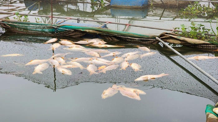Hàng trăm tấn cá chết ở Hải Dương: “Chết đứng” nhìn tài sản trôi theo dòng nước- Ảnh 2.