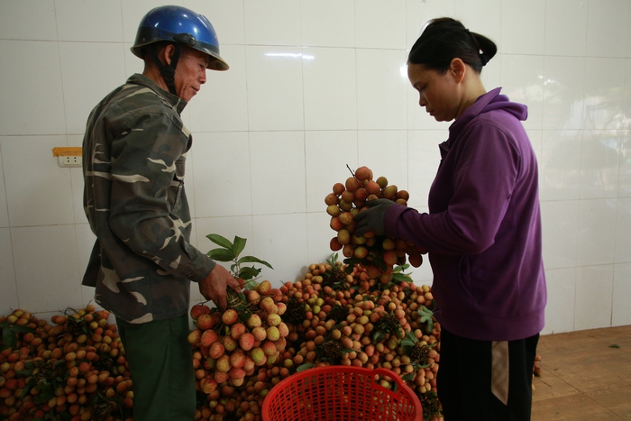 Người dân Bắc Giang vui mừng vì vải được thu mua với giá cao- Ảnh 3.