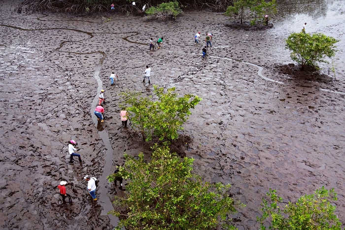Những phụ nữ bảo vệ rừng ngập mặn ở Colombia- Ảnh 1.