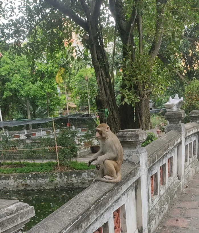 Bắt con khỉ hoang ở trung tâm Hà Nội, chuyên quấy phá người dân- Ảnh 2.