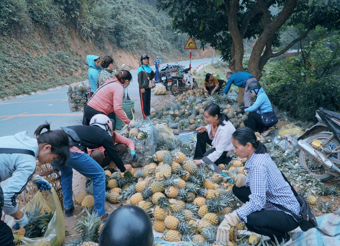 Lào Cai: Trồng dứa mang lại "lợi ích kép" cho phụ nữ Mường Khương- Ảnh 1.