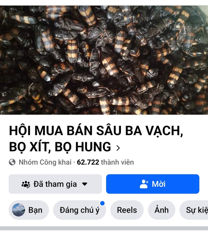 Cảnh báo bẫy thu mua bọ xít đen khi giá bán tăng theo ngày- Ảnh 1.