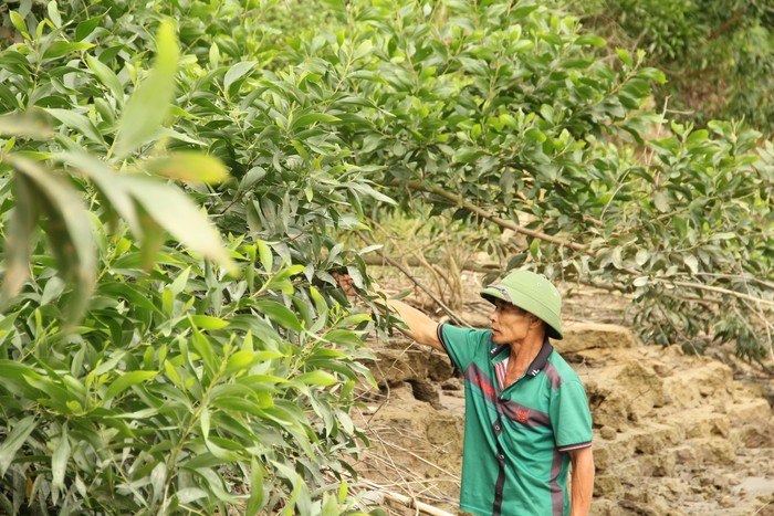 Sạt lở bờ sông Lam, người dân lo mất đất sản xuất- Ảnh 2.