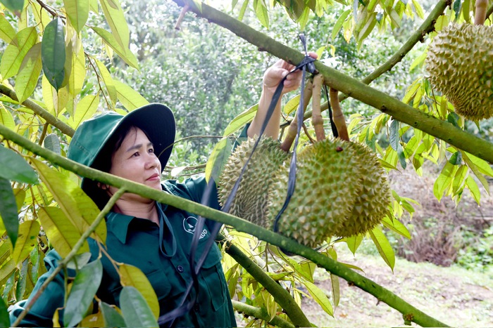 Tăng thu nhập cho gia đình bằng cây sầu riêng- Ảnh 2.