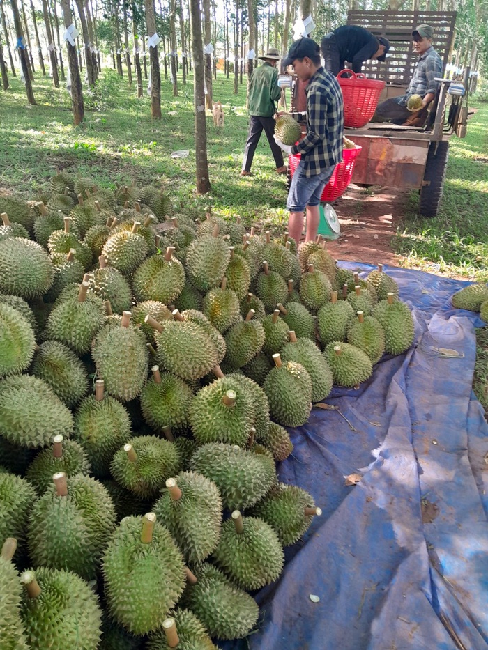 Tăng thu nhập cho gia đình bằng cây sầu riêng- Ảnh 4.