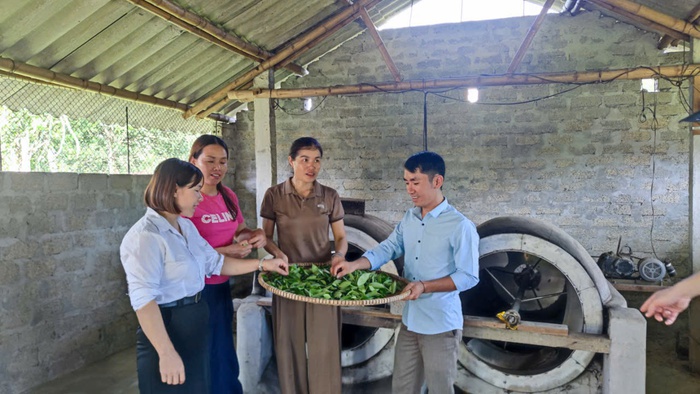 Khi người Thái, người Khơ Mú từ bỏ canh tác "chọc lỗ tra hạt"- Ảnh 5.