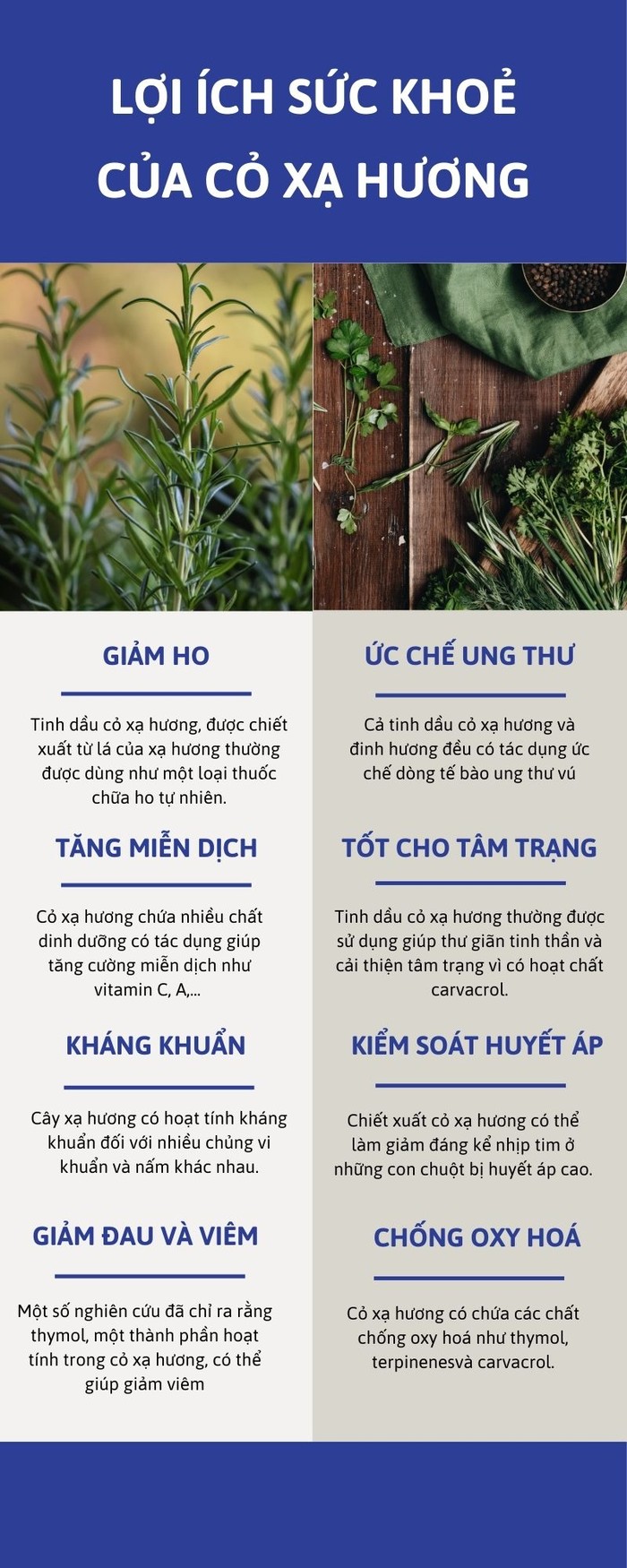 8 lý do bạn nên bổ sung cỏ xạ hương vào chế độ ăn uống trong thời điểm giao mùa- Ảnh 3.