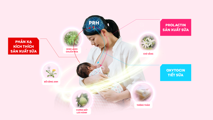 Sữa mẹ căng trào, dạt dào dưỡng chất với CumarGold Mama
- Ảnh 1.