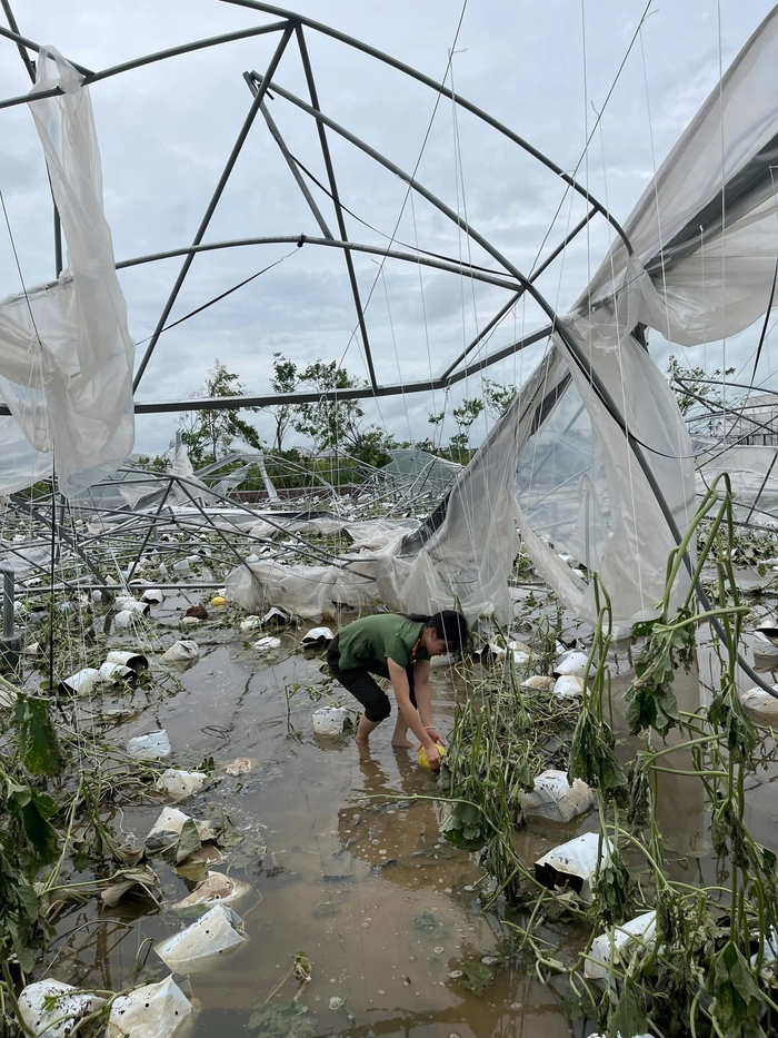 Phụ nữ Công an Hải Dương: Hỗ trợ người dân tiêu thụ rau củ, hoa màu bị ảnh hưởng do bão- Ảnh 2.