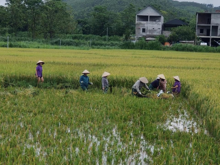 Phú Thọ: Huy động cán bộ, hội viên xuống đồng giúp người gặt lúa chạy ngập- Ảnh 1.