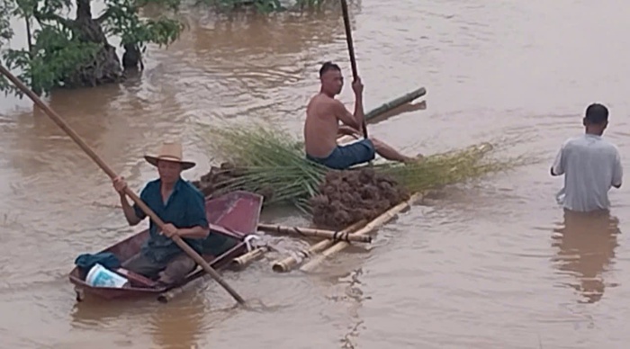 Xót xa “cánh đồng nghìn tỷ” của người dân Văn Giang (Hưng Yên) chìm sâu trong nước lũ 
- Ảnh 4.