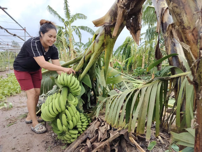 Nông dân trồng chuối ở Hưng Yên: Còn người còn của, bình tĩnh khắc phục hậu quả bão lũ- Ảnh 3.