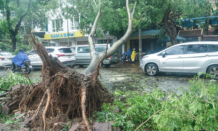 Hà Nội cần làm gì để có thể "hồi sinh" cây xanh bị gãy đổ do bão số 3?- Ảnh 3.