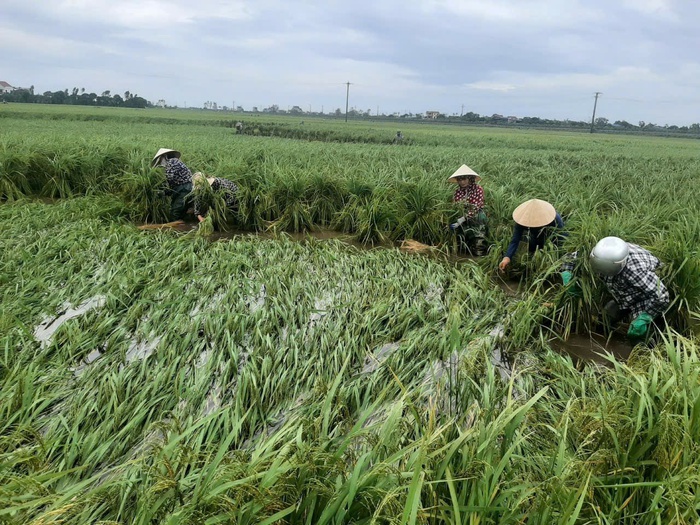 Thái Bình: Cán bộ Hội xuống đồng buộc lúa và giải cứu nông sản giúp hội viên, phụ nữ - Ảnh 2.