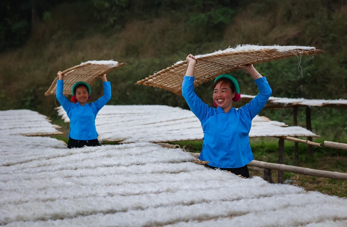 Phụ nữ người Sán Chỉ ở Bình Liêu - Quảng Ninh đang làm miến dong