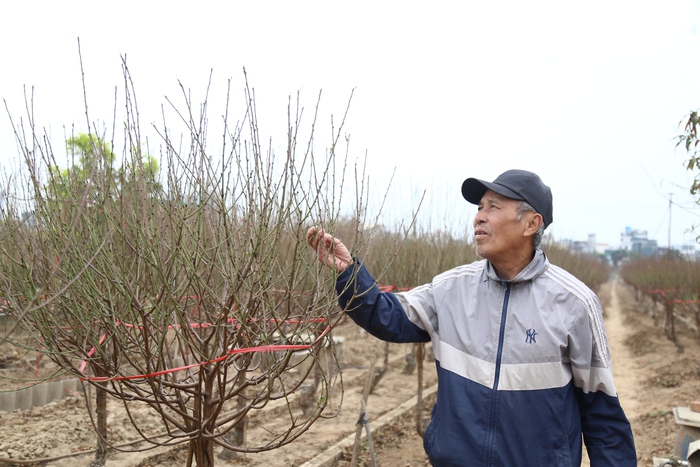 Tết này không lo thiếu đào Nhật Tân- Ảnh 1.