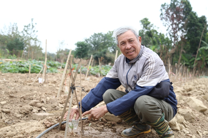 Tết này không lo thiếu đào Nhật Tân- Ảnh 2.