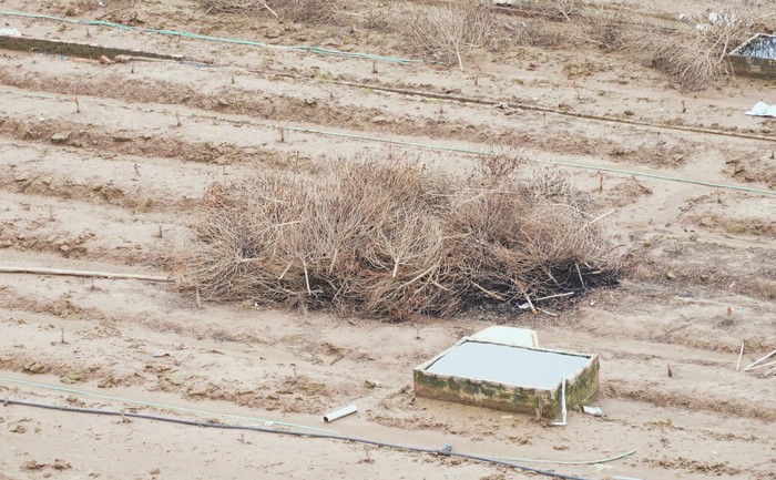 Thiệt hại nặng nề vì bão lũ, nhiều chủ vườn ở Nhật Tân bỏ đào trồng hoa ngắn ngày- Ảnh 2.