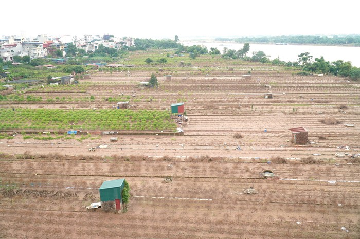 Thiệt hại nặng nề vì bão lũ, nhiều chủ vườn ở Nhật Tân bỏ đào trồng hoa ngắn ngày- Ảnh 3.