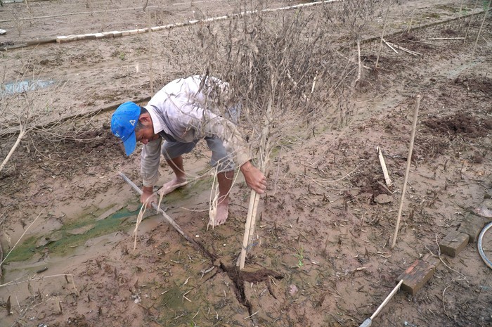 Thiệt hại nặng nề vì bão lũ, nhiều chủ vườn ở Nhật Tân bỏ đào trồng hoa ngắn ngày- Ảnh 1.