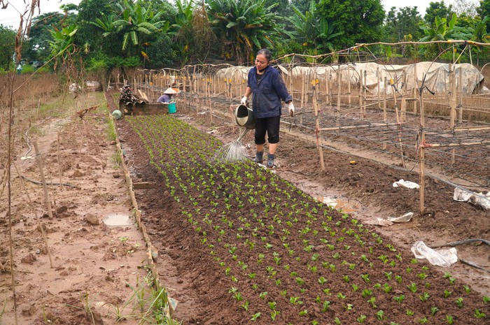 Thiệt hại nặng nề vì bão lũ, nhiều chủ vườn ở Nhật Tân bỏ đào trồng hoa ngắn ngày- Ảnh 4.
