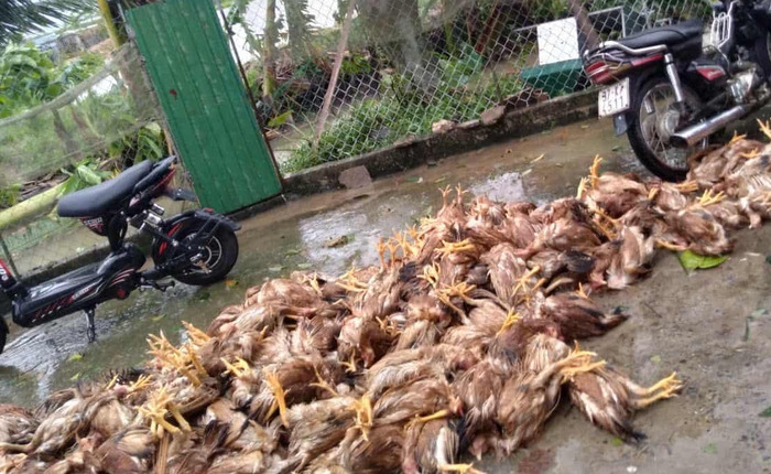 Những phiên chợ nghĩa tình cứu nông sản vùng lũ- Ảnh 4.