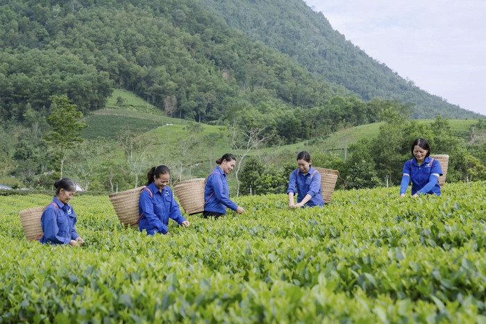 Nữ nghệ nhân đưa thương hiệu chè La Bằng vươn xa- Ảnh 4.